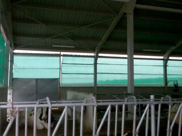 Damızlık brandası